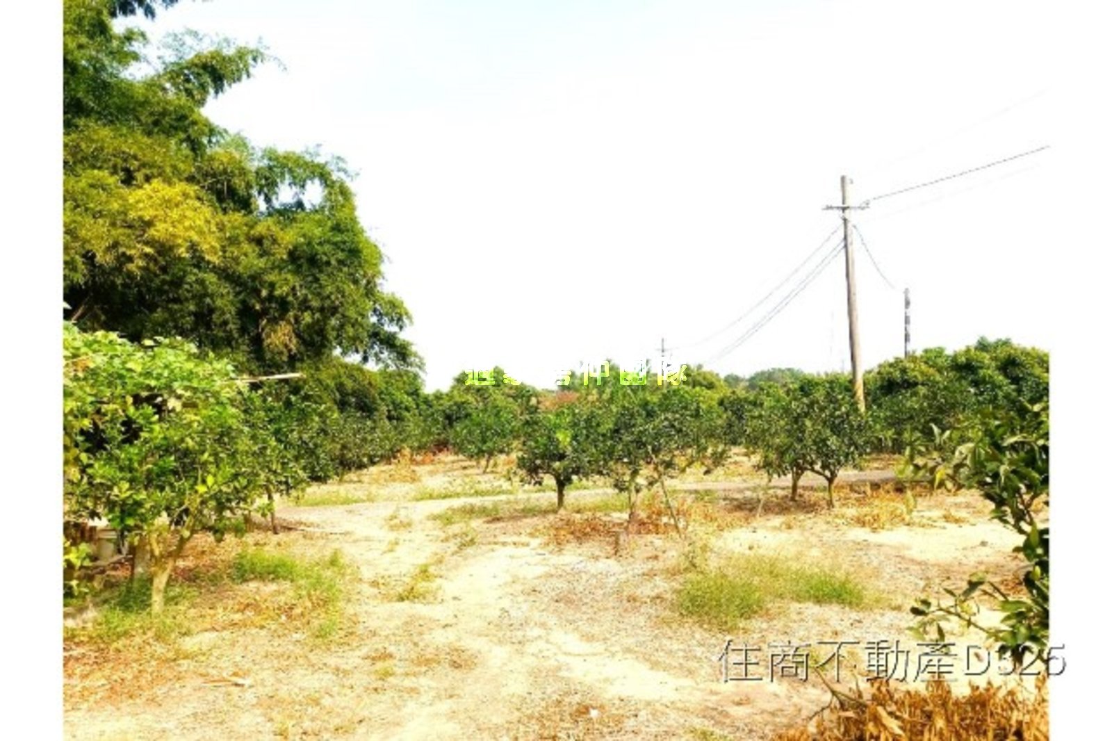 東山1.1甲柳丁園(持分)