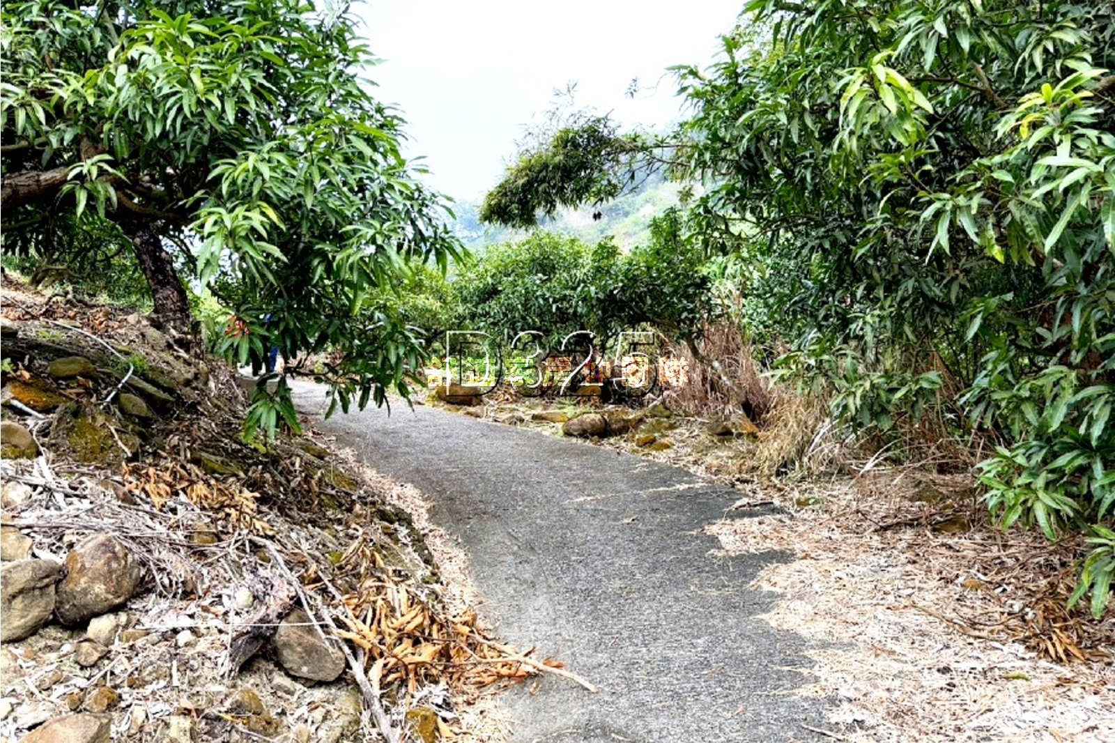 玉井口宵里744坪果園