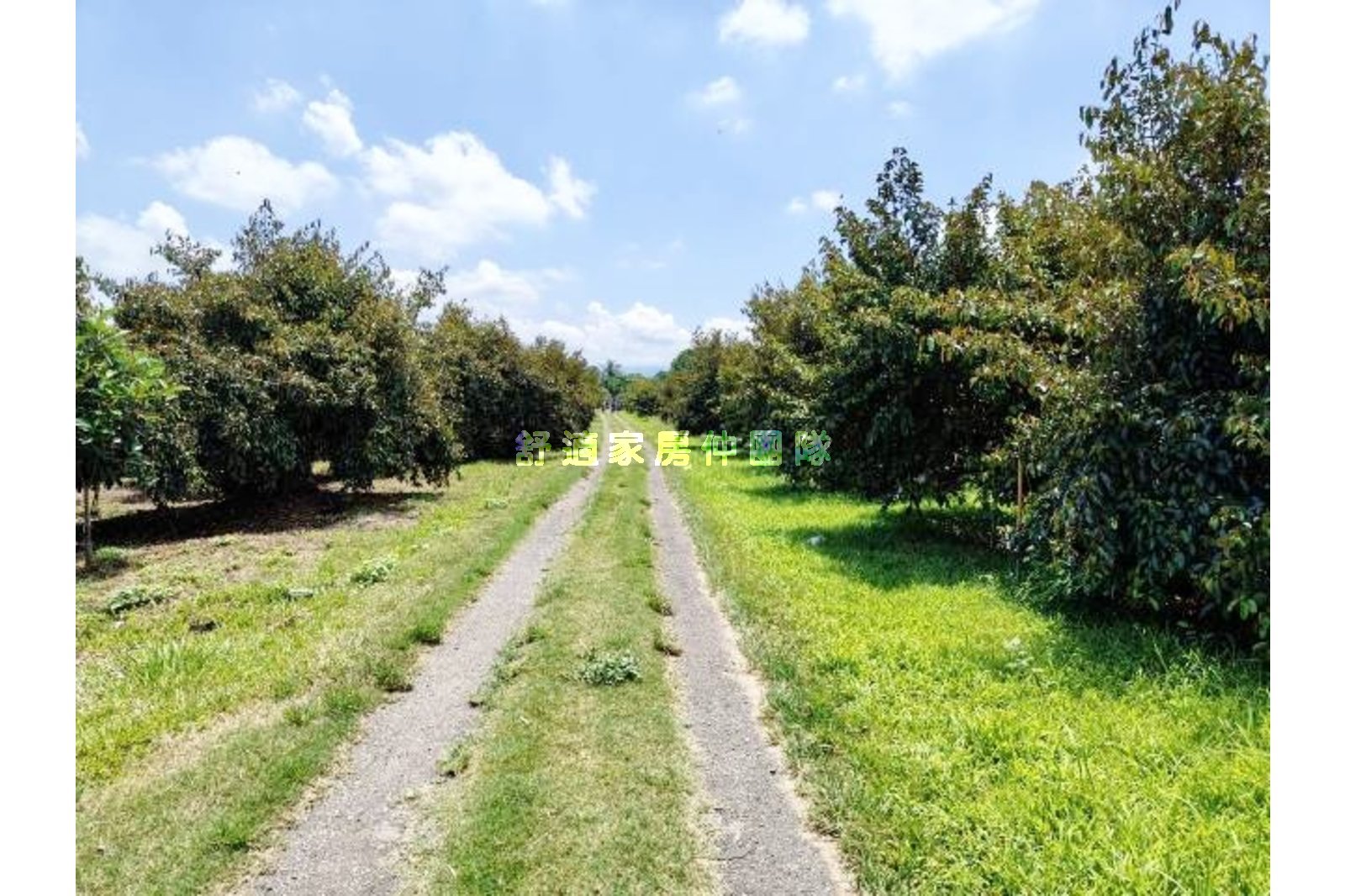 大內區牛奶果園3.2甲8M路