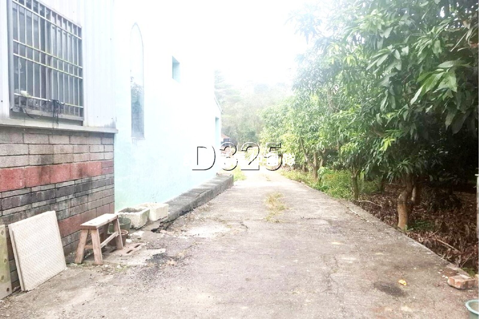 玉井遍地芒果樹之農地