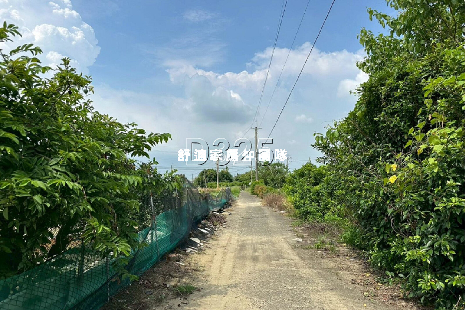 新化頂山腳大面寬芒果園