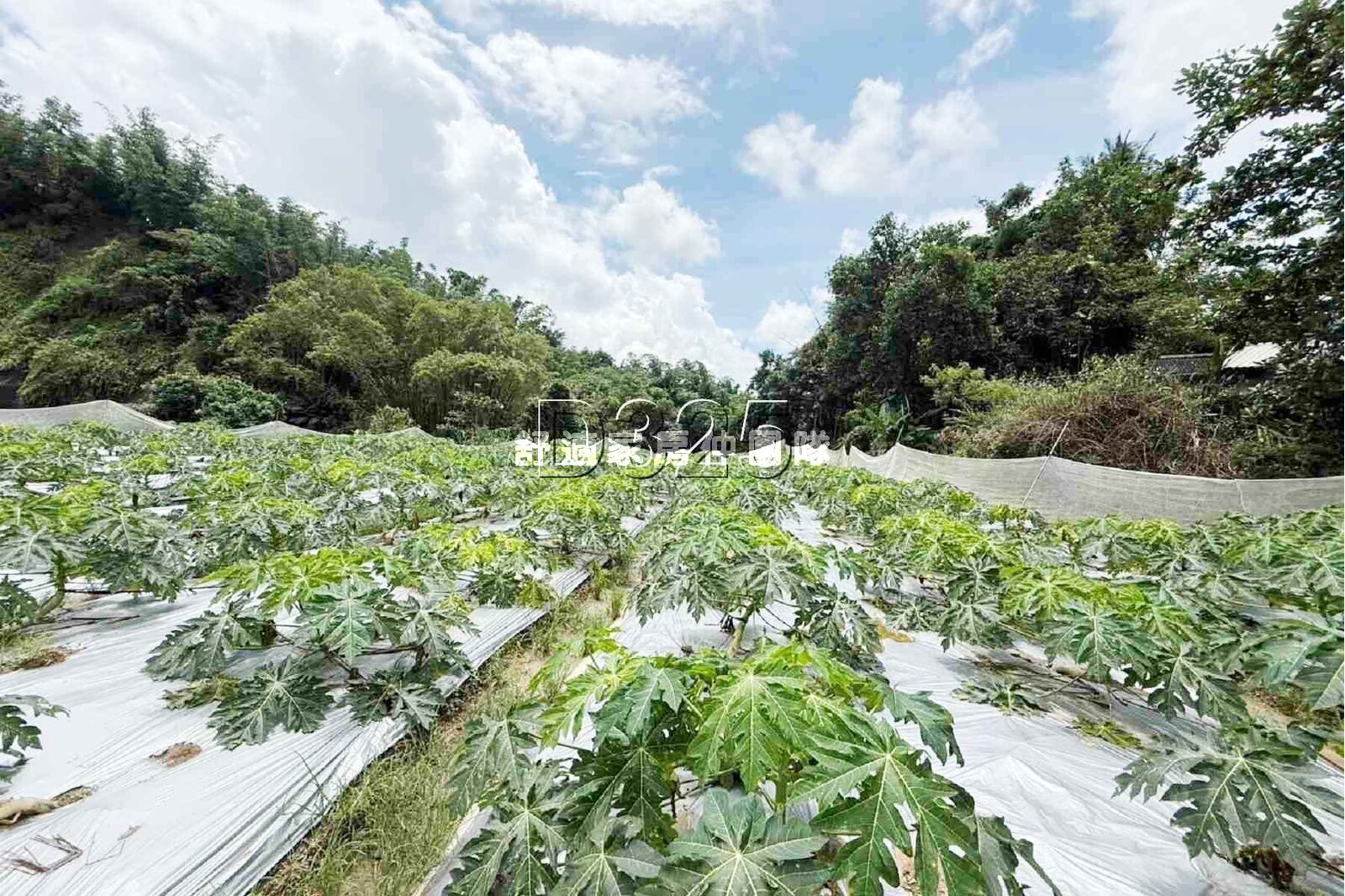 甲仙區500坪木瓜農地